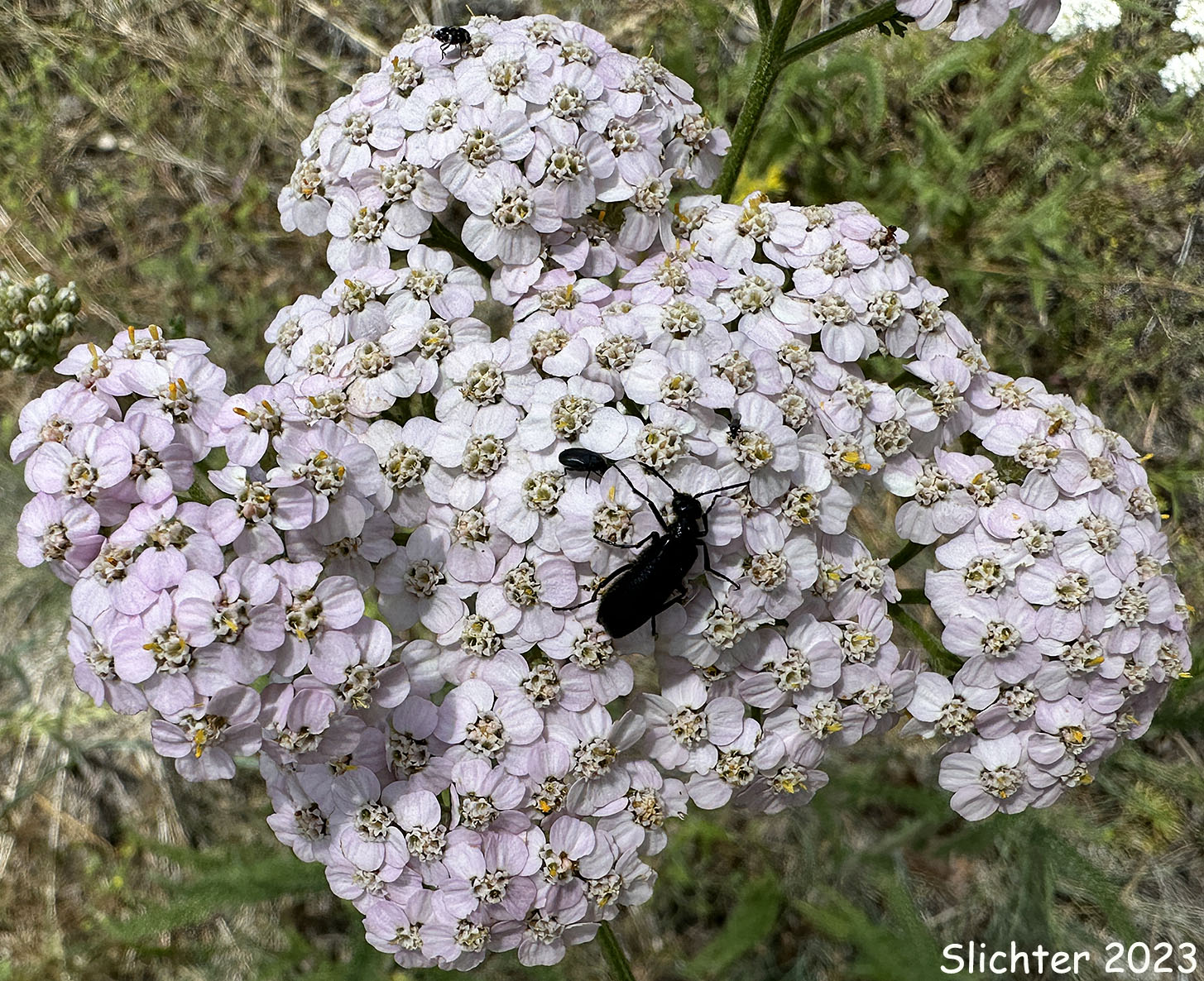Inflorescence of Common Yarrow, Yarrow, Milfoil, Achillee millefeuille, Herbe-a-dinde: Achillea millefolium (Synonyms: Achillea alpicola, Achillea arenicola, Achillea borealis, Achillea borealis ssp. arenicola, Achillea borealis ssp. californica, Achillea californica, Achillea gigantea, Achillea lanulosa, Achillea lanulosa sp. alpicola, Achillea lanulosa var. eradiata, Achillea lanulosa var. lanulosa, Achillea laxiflora, Achillea megacephala, Achillea millefolium ssp. borealis, Achillea millefolium ssp. lanulosa, Achillea millefolium var. alpicola, Achillea millefolium var. arenicola, Achillea millefolium var. asplenifolia, Achillea millefolium var. borealis, Achillea millefolium var. californica, Achillea millefolium var. gigantea, Achillea millefolium var. lanulosa, Achillea millefolium var. litoralis, Achillea millefolium var. maritima, Achillea millefolium var. megacephala, Achillea millefolium var. millefolium, Achillea millefolium var. nigrescens, Achillea millefolium var. occidentalis, Achillea millefolium var. pacifica, Achillea millefolium var. puberula, Achillea nigrescens, Achillea occidentalis, Achillea pacifica, Achillea puberula, Achillea rosea, Achillea subalpina)