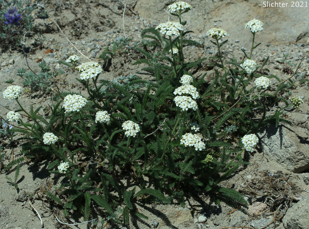 Common Yarrow, Yarrow, Milfoil, Achillee millefeuille, Herbe-a-dinde: Achillea millefolium (Synonyms: Achillea alpicola, Achillea arenicola, Achillea borealis, Achillea borealis ssp. arenicola, Achillea borealis ssp. californica, Achillea californica, Achillea gigantea, Achillea lanulosa, Achillea lanulosa sp. alpicola, Achillea lanulosa var. eradiata, Achillea lanulosa var. lanulosa, Achillea laxiflora, Achillea megacephala, Achillea millefolium ssp. borealis, Achillea millefolium ssp. lanulosa, Achillea millefolium var. alpicola, Achillea millefolium var. arenicola, Achillea millefolium var. asplenifolia, Achillea millefolium var. borealis, Achillea millefolium var. californica, Achillea millefolium var. gigantea, Achillea millefolium var. lanulosa, Achillea millefolium var. litoralis, Achillea millefolium var. maritima, Achillea millefolium var. megacephala, Achillea millefolium var. millefolium, Achillea millefolium var. nigrescens, Achillea millefolium var. occidentalis, Achillea millefolium var. pacifica, Achillea millefolium var. puberula, Achillea nigrescens, Achillea occidentalis, Achillea pacifica, Achillea puberula, Achillea rosea, Achillea subalpina)