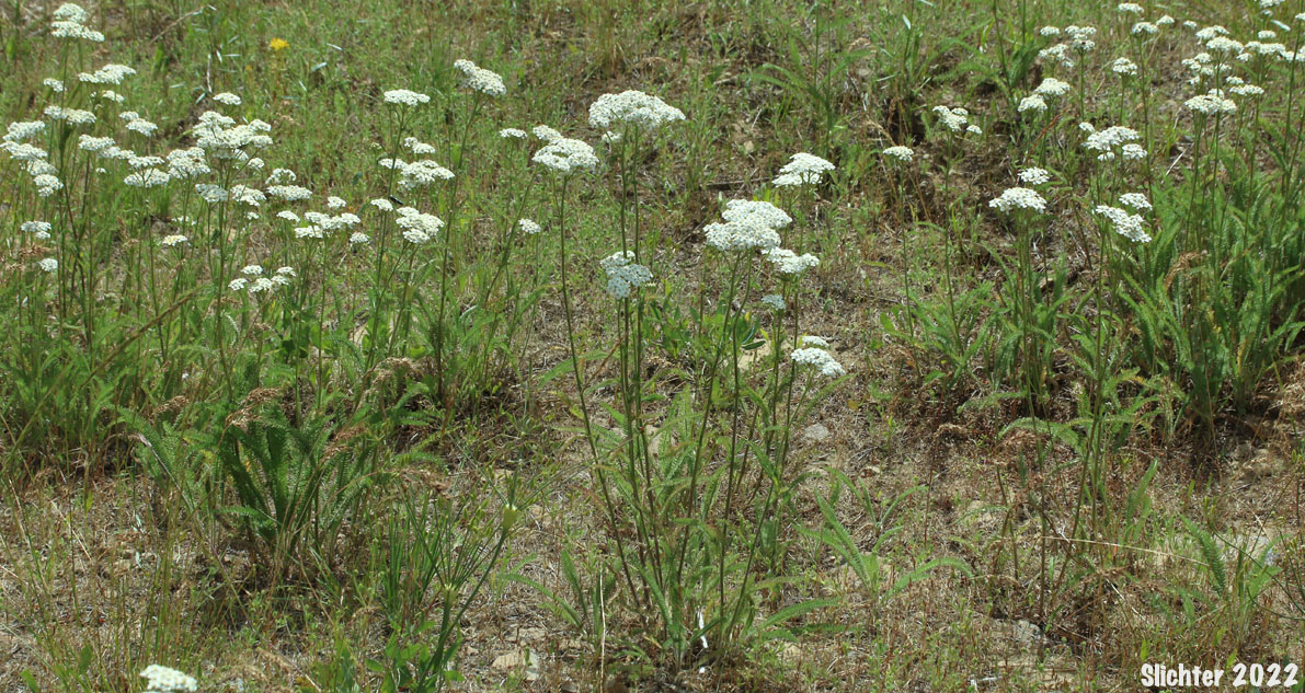 Common Yarrow, Yarrow, Milfoil, Achillee millefeuille, Herbe-a-dinde: Achillea millefolium (Synonyms: Achillea alpicola, Achillea arenicola, Achillea borealis, Achillea borealis ssp. arenicola, Achillea borealis ssp. californica, Achillea californica, Achillea gigantea, Achillea lanulosa, Achillea lanulosa sp. alpicola, Achillea lanulosa var. eradiata, Achillea lanulosa var. lanulosa, Achillea laxiflora, Achillea megacephala, Achillea millefolium ssp. borealis, Achillea millefolium ssp. lanulosa, Achillea millefolium var. alpicola, Achillea millefolium var. arenicola, Achillea millefolium var. asplenifolia, Achillea millefolium var. borealis, Achillea millefolium var. californica, Achillea millefolium var. gigantea, Achillea millefolium var. lanulosa, Achillea millefolium var. litoralis, Achillea millefolium var. maritima, Achillea millefolium var. megacephala, Achillea millefolium var. millefolium, Achillea millefolium var. nigrescens, Achillea millefolium var. occidentalis, Achillea millefolium var. pacifica, Achillea millefolium var. puberula, Achillea nigrescens, Achillea occidentalis, Achillea pacifica, Achillea puberula, Achillea rosea, Achillea subalpina)