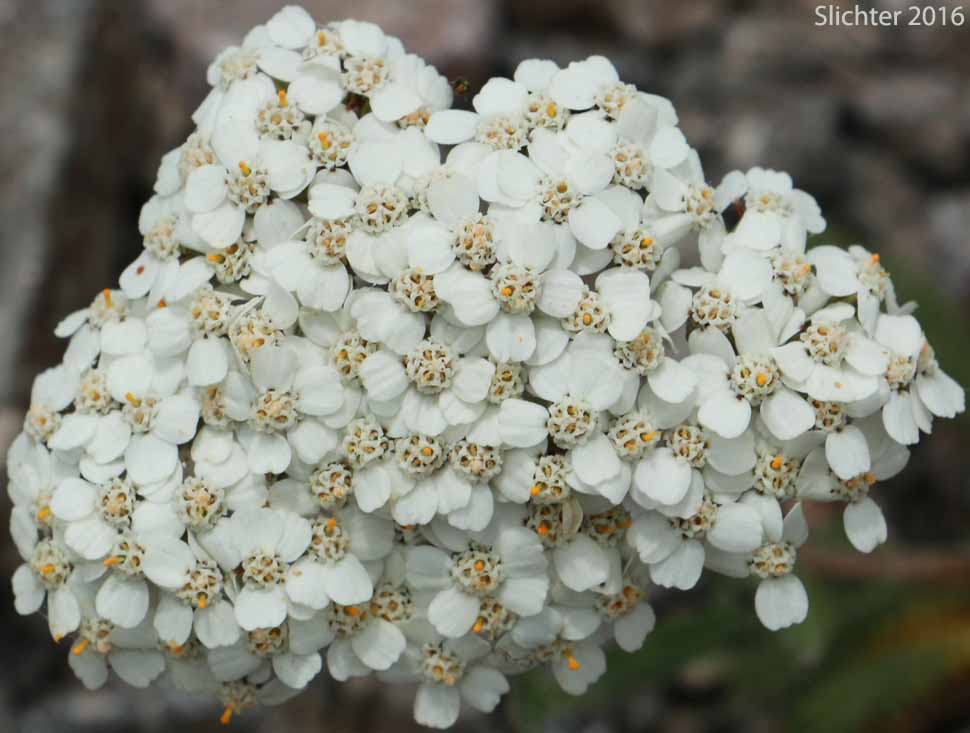 Common Yarrow, Yarrow, Milfoil, Achillee millefeuille, Herbe-a-dinde: Achillea millefolium (Synonyms: Achillea alpicola, Achillea arenicola, Achillea borealis, Achillea borealis ssp. arenicola, Achillea borealis ssp. californica, Achillea californica, Achillea gigantea, Achillea lanulosa, Achillea lanulosa sp. alpicola, Achillea lanulosa var. eradiata, Achillea lanulosa var. lanulosa, Achillea laxiflora, Achillea megacephala, Achillea millefolium ssp. borealis, Achillea millefolium ssp. lanulosa, Achillea millefolium var. alpicola, Achillea millefolium var. arenicola, Achillea millefolium var. asplenifolia, Achillea millefolium var. borealis, Achillea millefolium var. californica, Achillea millefolium var. gigantea, Achillea millefolium var. lanulosa, Achillea millefolium var. litoralis, Achillea millefolium var. maritima, Achillea millefolium var. megacephala, Achillea millefolium var. millefolium, Achillea millefolium var. nigrescens, Achillea millefolium var. occidentalis, Achillea millefolium var. pacifica, Achillea millefolium var. puberula, Achillea nigrescens, Achillea occidentalis, Achillea pacifica, Achillea puberula, Achillea rosea, Achillea subalpina)