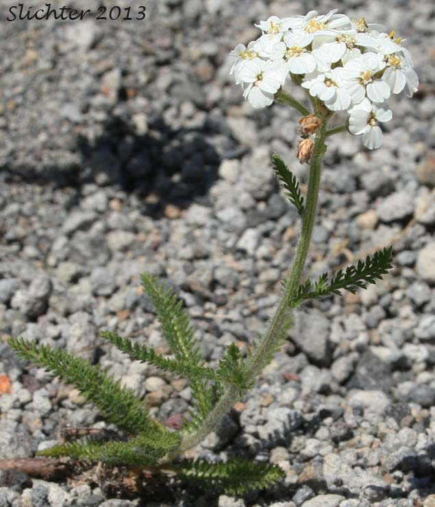 Common Yarrow, Yarrow, Milfoil, Achillee millefeuille, Herbe-a-dinde: Achillea millefolium (Synonyms: Achillea alpicola, Achillea arenicola, Achillea borealis, Achillea borealis ssp. arenicola, Achillea borealis ssp. californica, Achillea californica, Achillea gigantea, Achillea lanulosa, Achillea lanulosa sp. alpicola, Achillea lanulosa var. eradiata, Achillea lanulosa var. lanulosa, Achillea laxiflora, Achillea megacephala, Achillea millefolium ssp. borealis, Achillea millefolium ssp. lanulosa, Achillea millefolium var. alpicola, Achillea millefolium var. arenicola, Achillea millefolium var. asplenifolia, Achillea millefolium var. borealis, Achillea millefolium var. californica, Achillea millefolium var. gigantea, Achillea millefolium var. lanulosa, Achillea millefolium var. litoralis, Achillea millefolium var. maritima, Achillea millefolium var. megacephala, Achillea millefolium var. millefolium, Achillea millefolium var. nigrescens, Achillea millefolium var. occidentalis, Achillea millefolium var. pacifica, Achillea millefolium var. puberula, Achillea nigrescens, Achillea occidentalis, Achillea pacifica, Achillea puberula, Achillea rosea, Achillea subalpina)