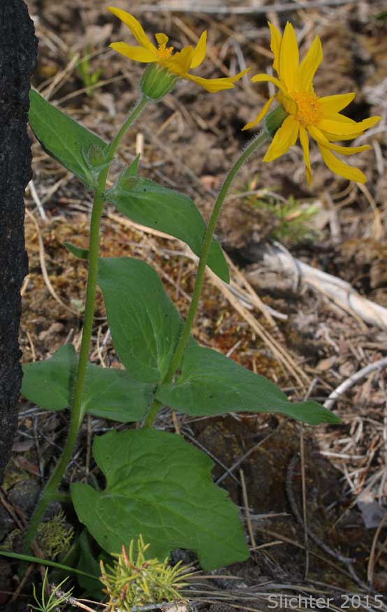 Heart-leaf Arnica, Heart-leaf Leopardbane: Arnica cordifolia (Synonyms: Arnica cordifolia var. cordifolia, Arnica cordifolia var. pumila)