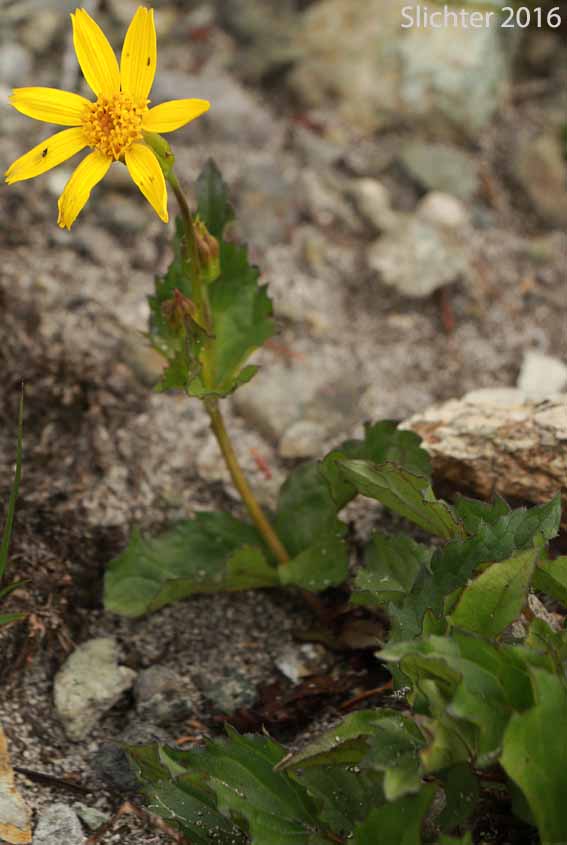 Slender Arnica, Small-head Arnica, Slender Leopardbane: Arnica gracilis (Synonym: Arnica latifolia var. gracilis)