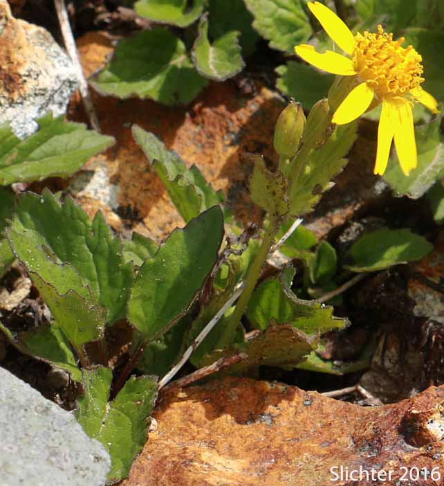 Slender Arnica, Small-head Arnica, Slender Leopardbane: Arnica gracilis (Synonym: Arnica latifolia var. gracilis)