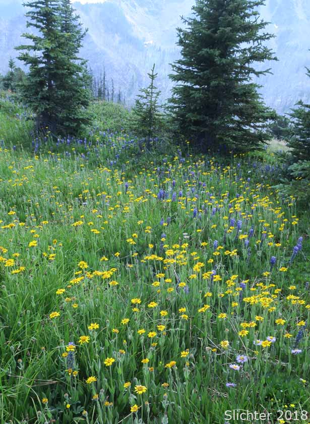 Hairy Arnica, Cordilleran Arnica, Cordilleran Leopardbane: Arnica mollis