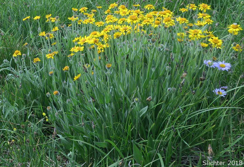 Hairy Arnica, Cordilleran Arnica, Cordilleran Leopardbane: Arnica mollis