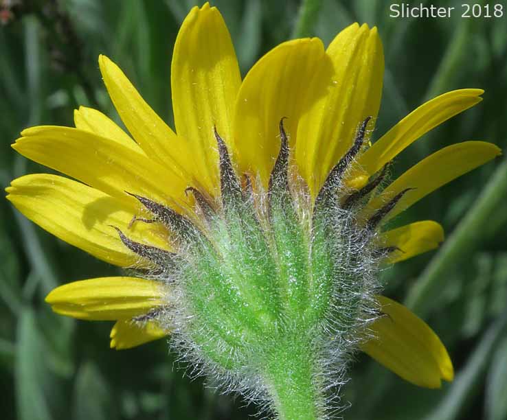 Involucral bracts of Hairy Arnica, Cordilleran Arnica, Cordilleran Leopardbane: Arnica mollis