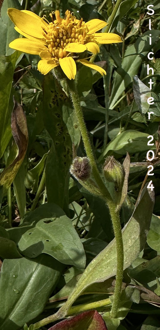 Hairy Arnica, Cordilleran Arnica, Cordilleran Leopardbane: Arnica mollis