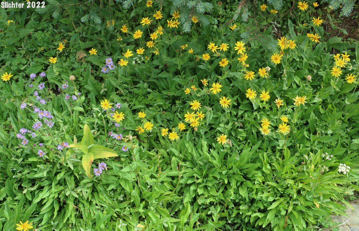 Hairy Arnica, Cordilleran Arnica, Cordilleran Leopardbane: Arnica mollis