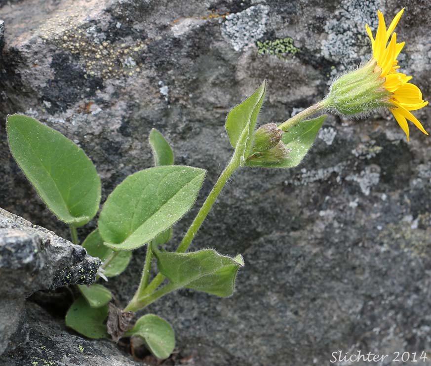 Sierra Arnica, Nevada Arnica, Sierran Leopardbane: Arnica nevadensis (Synonym: Arnica tomentella)