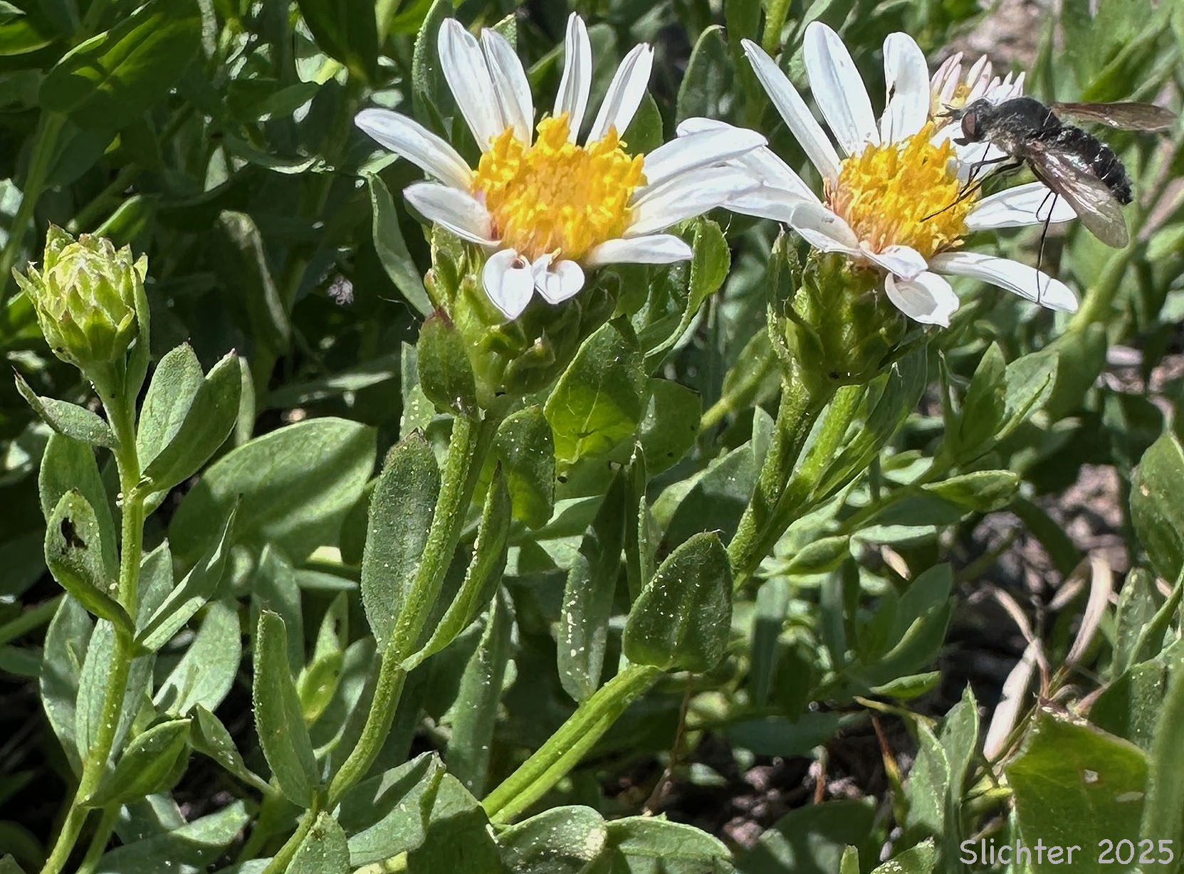 Gorman's Aster: Eucephalus gormanii (Synonym: Aster gormanii)