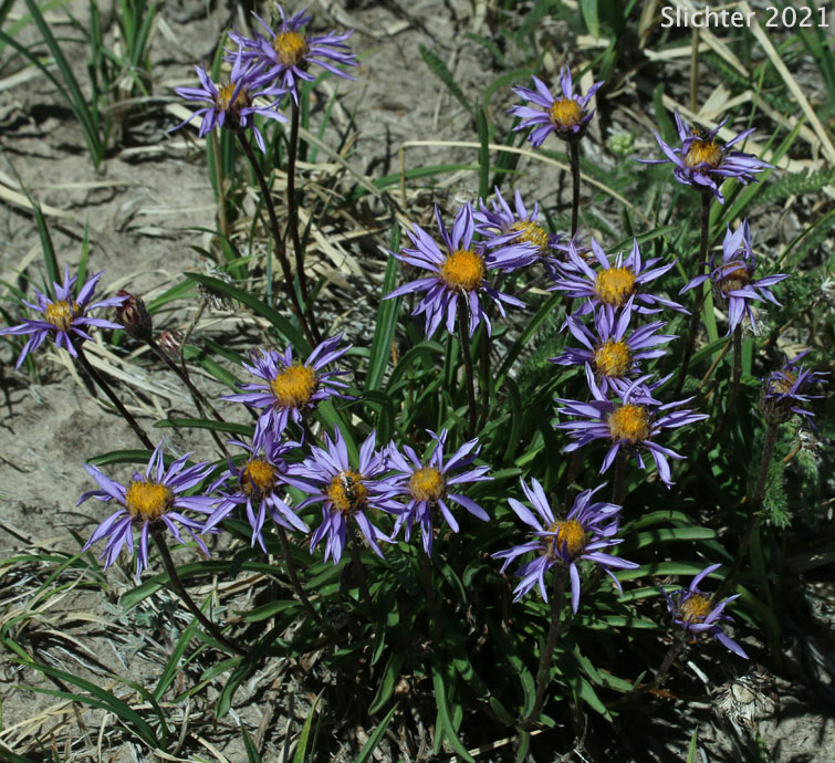 Alpine Aster, Tundra Aster: Oreostemma alpigenum var. alpigenum (Synonyms: Aster alpigenus, Aster alpigenus ssp. alpigenus, Aster alpigenus var. alpigenus, Haplopappus alpigenus)