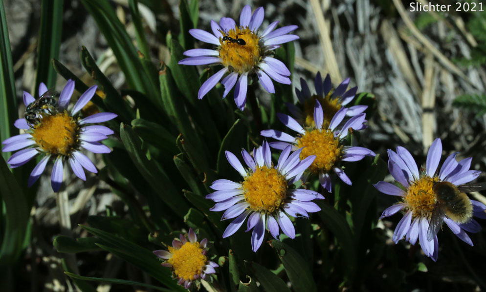 Alpine Aster, Tundra Aster: Oreostemma alpigenum var. alpigenum (Synonyms: Aster alpigenus, Aster alpigenus ssp. alpigenus, Aster alpigenus var. alpigenus, Haplopappus alpigenus)