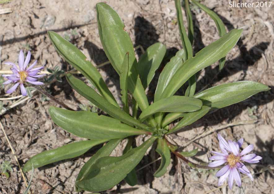 Alpine Aster, Tundra Aster: Oreostemma alpigenum var. alpigenum (Synonyms: Aster alpigenus, Aster alpigenus ssp. alpigenus, Aster alpigenus var. alpigenus, Haplopappus alpigenus)