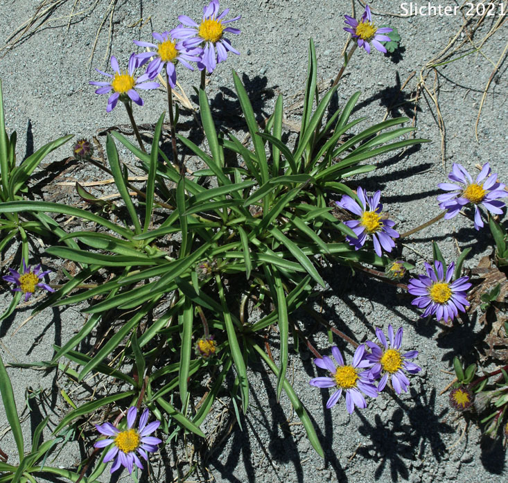 Alpine Aster, Tundra Aster: Oreostemma alpigenum var. alpigenum (Synonyms: Aster alpigenus, Aster alpigenus ssp. alpigenus, Aster alpigenus var. alpigenus, Haplopappus alpigenus)