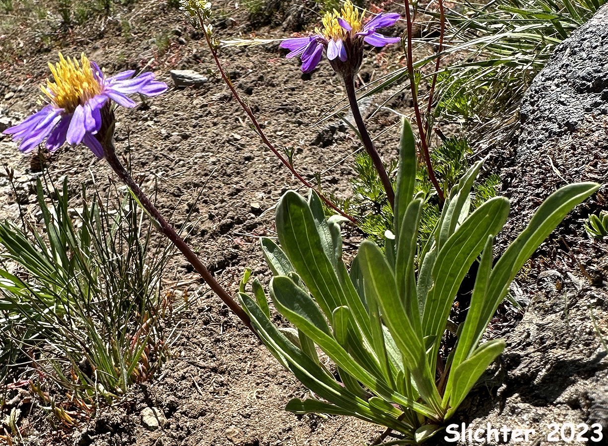 Alpine Aster, Tundra Aster: Oreostemma alpigenum var. alpigenum (Synonyms: Aster alpigenus, Aster alpigenus ssp. alpigenus, Aster alpigenus var. alpigenus, Haplopappus alpigenus)