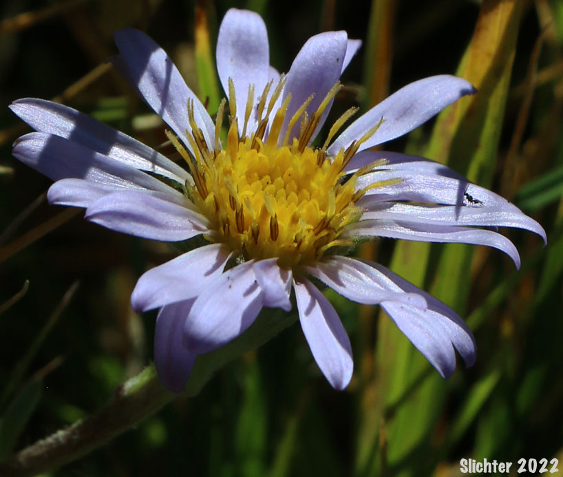 Flower head of Alpine Aster, Tundra Aster: Oreostemma alpigenum var. alpigenum (Synonyms: Aster alpigenus, Aster alpigenus ssp. alpigenus, Aster alpigenus var. alpigenus, Haplopappus alpigenus)