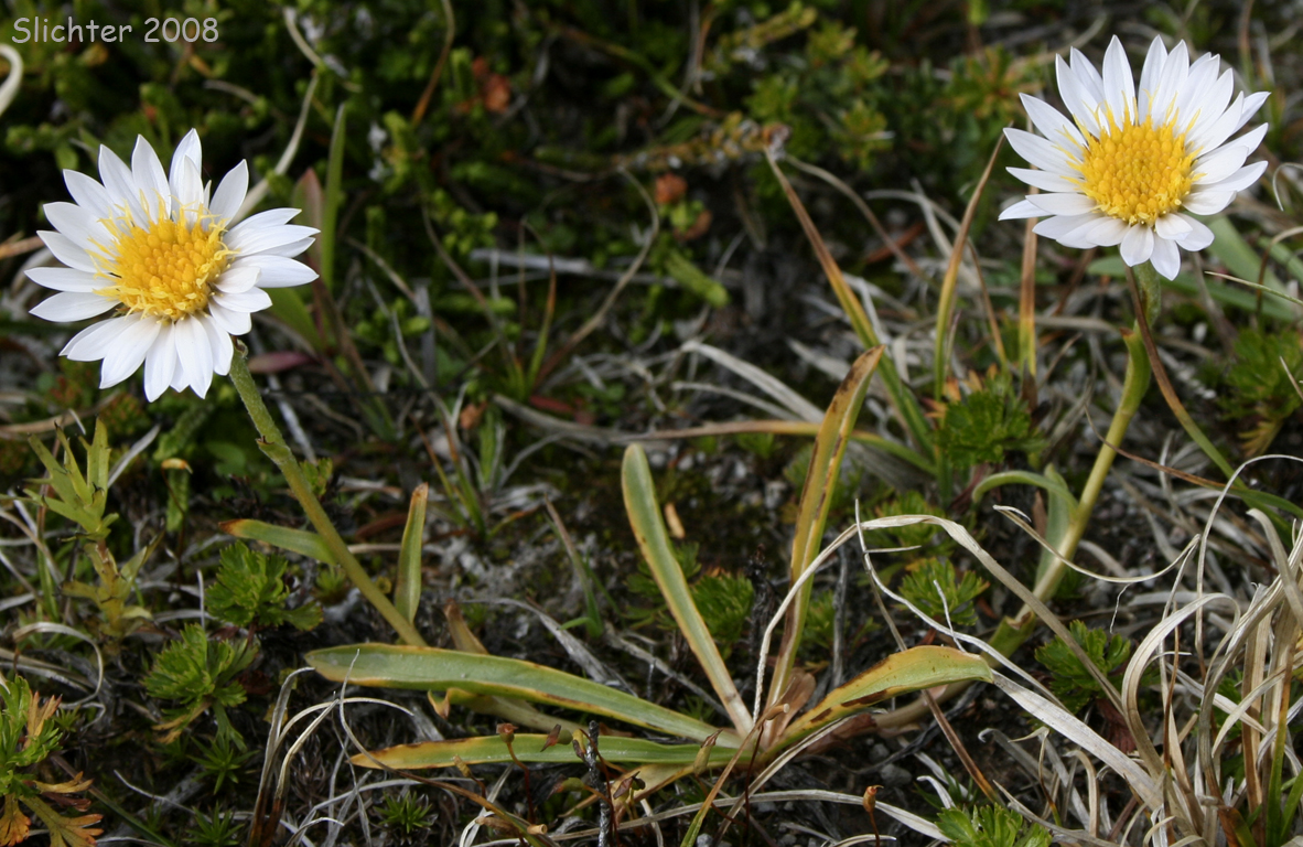 Alpine Aster, Tundra Aster: Oreostemma alpigenum var. alpigenum (Synonyms: Aster alpigenus, Aster alpigenus ssp. alpigenus, Aster alpigenus var. alpigenus, Haplopappus alpigenus)