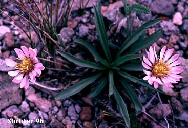 Alpine Aster, Tundra Aster: Oreostemma alpigenum var. alpigenum (Synonyms: Aster alpigenus, Aster alpigenus ssp. alpigenus, Aster alpigenus var. alpigenus, Haplopappus alpigenus)
