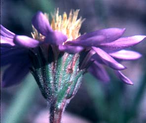Alpine Aster: Oreostemma alpigenum (Aster alpigenus)