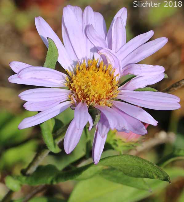 Flower head of Alpine Leafybract Aster, Leafy Aster, Leafy Bract Aster: Symphyotrichum foliaceum var. foliaceum (Synonym: Aster foliaceus var. foliaceus, Aster foliaceus var. sublinearis)