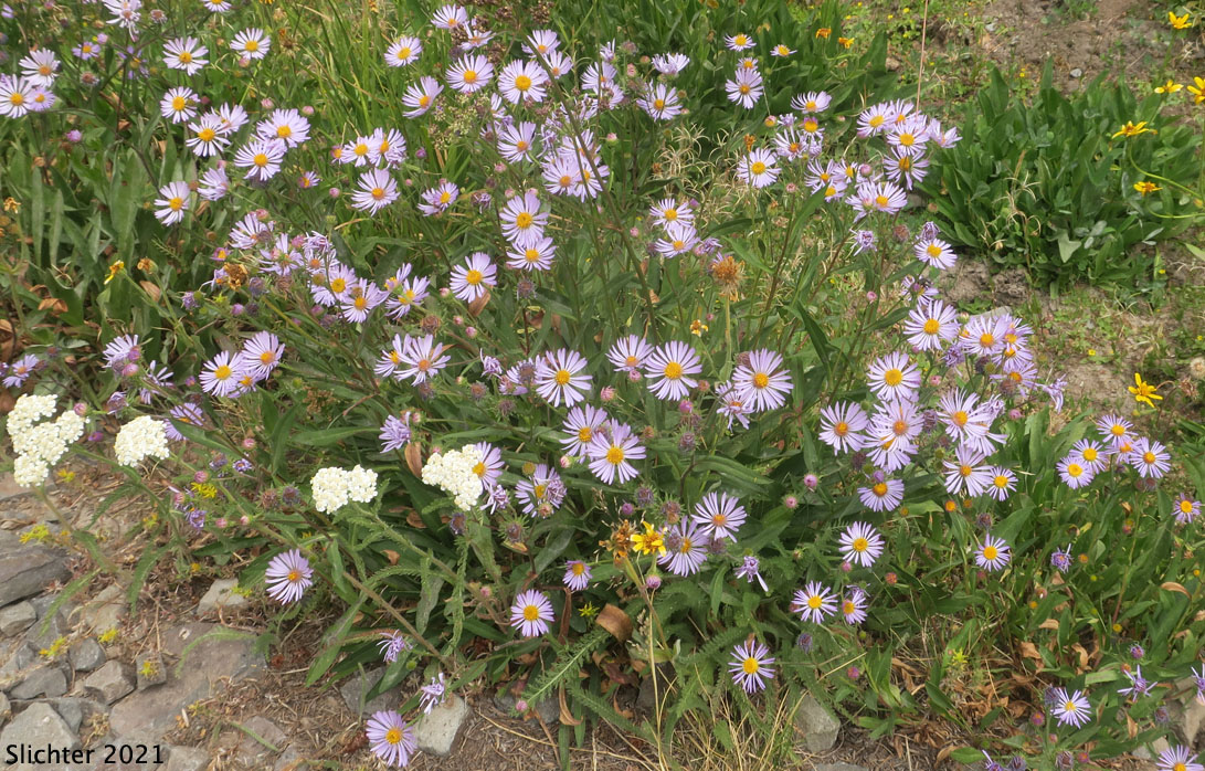 Leafy Aster, Leafybract Aster, Parry's Aster: Symphyotrichum foliaceum var. parryi (Synonyms: Aster ascendens var. parryi, Aster diabolicus, Aster foliaceus var. canbyi, Aster foliaceus var. frondeus, Aster foliaceus var. parryi, Aster foliaceus var. subpetiolatus, Aster frondeus)