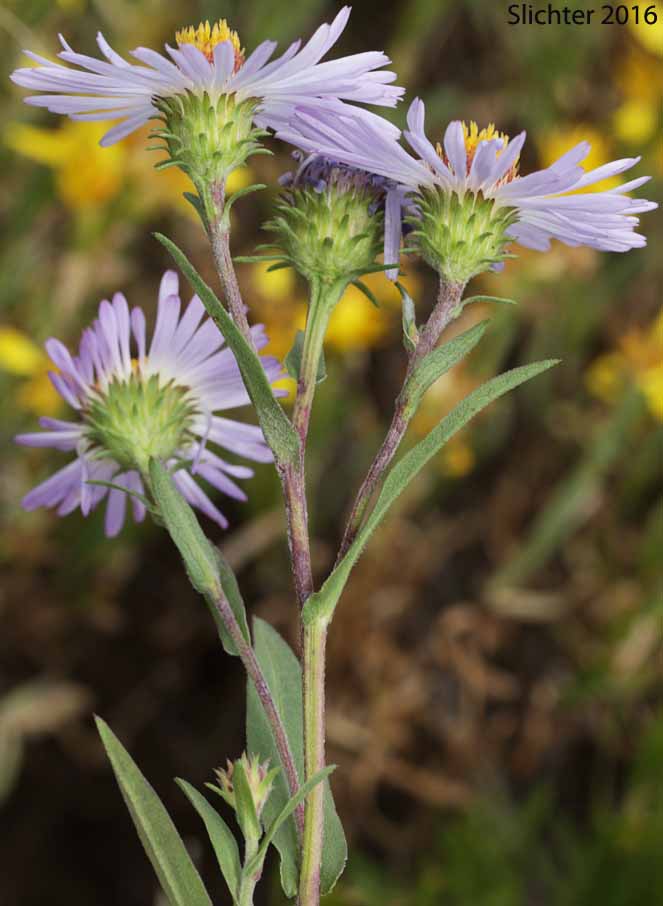 Leafy Aster, Leafybract Aster, Parry's Aster: Symphyotrichum foliaceum var. parryi (Synonyms: Aster ascendens var. parryi, Aster diabolicus, Aster foliaceus var. canbyi, Aster foliaceus var. frondeus, Aster foliaceus var. parryi, Aster foliaceus var. subpetiolatus, Aster frondeus)