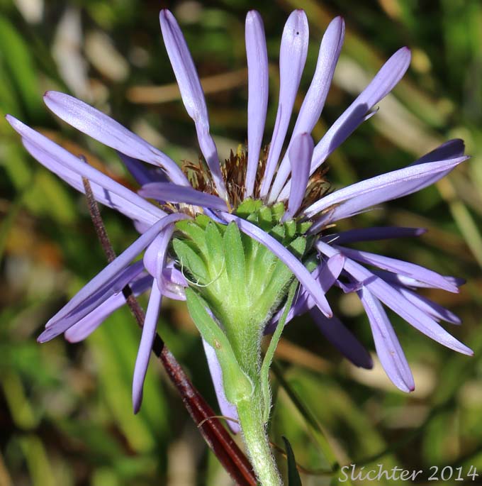 Involucral bracts of Leafy Aster, Leafybract Aster, Parry's Aster: Symphyotrichum foliaceum var. parryi (Synonyms: Aster ascendens var. parryi, Aster diabolicus, Aster foliaceus var. canbyi, Aster foliaceus var. frondeus, Aster foliaceus var. parryi, Aster foliaceus var. subpetiolatus, Aster frondeus)