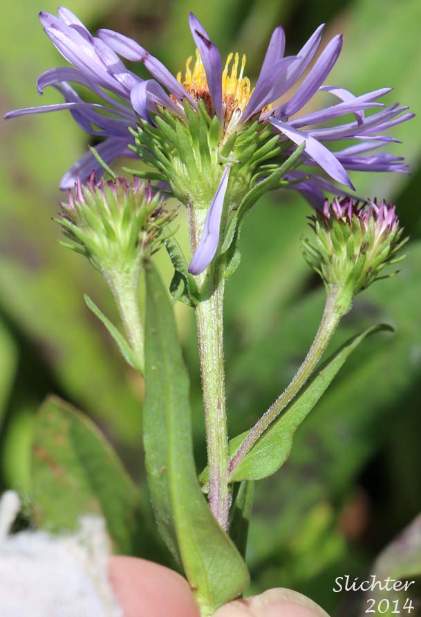 Leafy bracts of Leafy Aster, Leafybract Aster, Parry's Aster: Symphyotrichum foliaceum var. parryi (Synonyms: Aster ascendens var. parryi, Aster diabolicus, Aster foliaceus var. canbyi, Aster foliaceus var. frondeus, Aster foliaceus var. parryi, Aster foliaceus var. subpetiolatus, Aster frondeus)