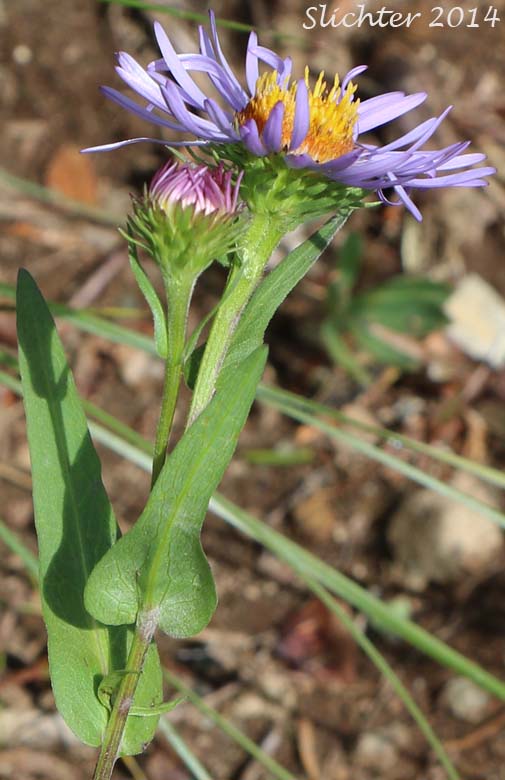 Upper stem leaves of Leafy Aster, Leafybract Aster, Parry's Aster: Symphyotrichum foliaceum var. parryi (Synonyms: Aster ascendens var. parryi, Aster diabolicus, Aster foliaceus var. canbyi, Aster foliaceus var. frondeus, Aster foliaceus var. parryi, Aster foliaceus var. subpetiolatus, Aster frondeus)