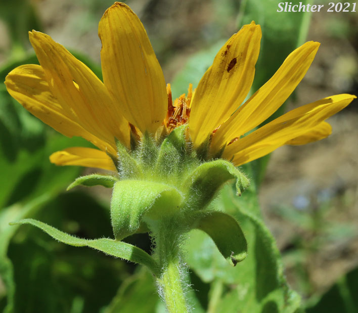 Puget Balsamroot, Deltoid Balsamroot, Northwest Balsamroot: Balsamorhiza deltoidea (Synonym: Balsamorhiza glabrescens)