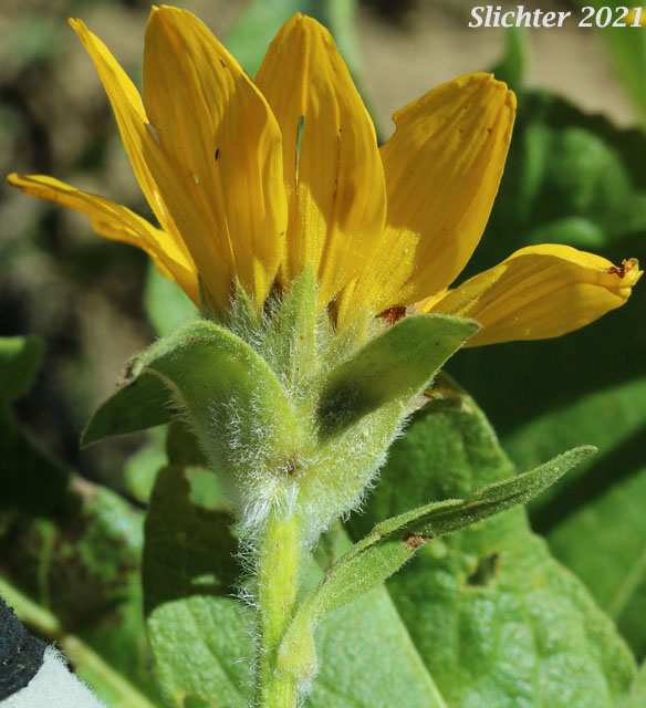 Puget Balsamroot, Deltoid Balsamroot, Northwest Balsamroot: Balsamorhiza deltoidea (Synonym: Balsamorhiza glabrescens)