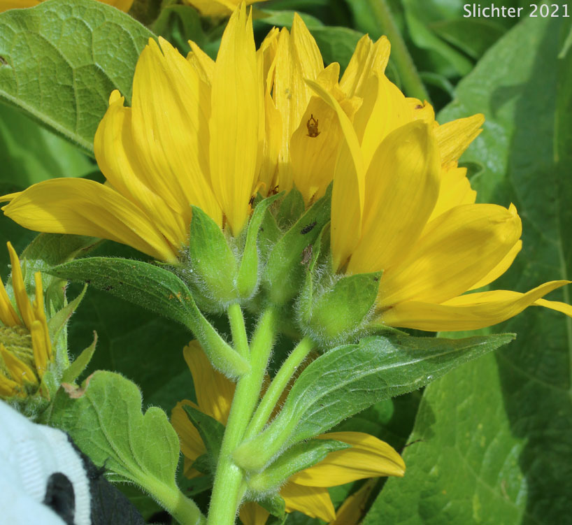 Puget Balsamroot, Deltoid Balsamroot, Northwest Balsamroot: Balsamorhiza deltoidea (Synonym: Balsamorhiza glabrescens)