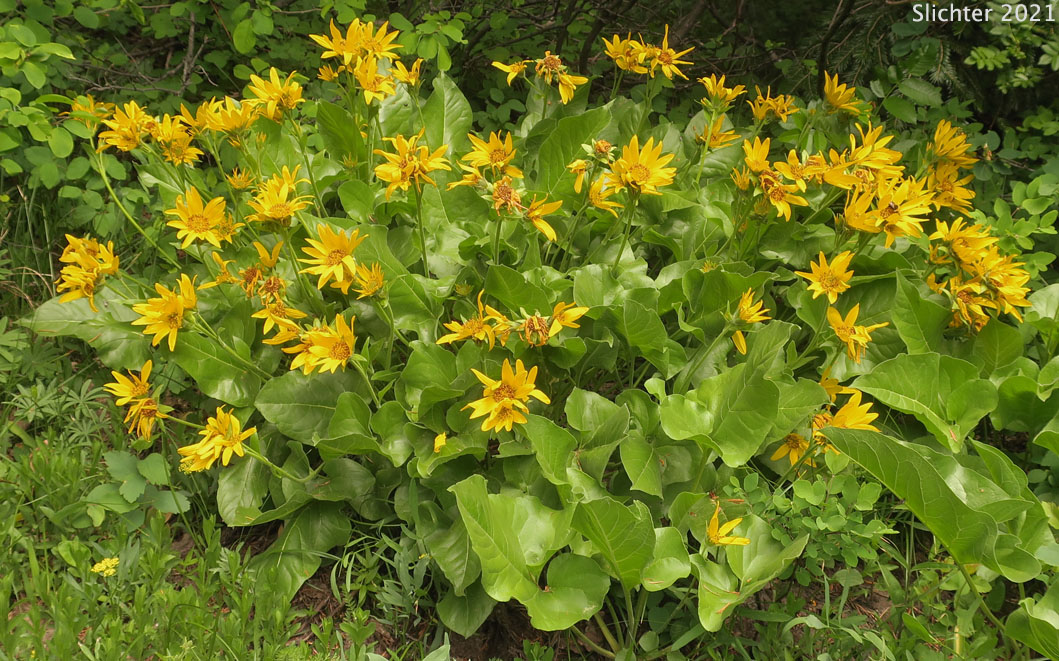 Puget Balsamroot, Deltoid Balsamroot, Northwest Balsamroot: Balsamorhiza deltoidea (Synonym: Balsamorhiza glabrescens)