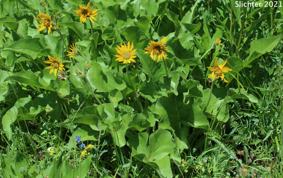 Puget Balsamroot, Deltoid Balsamroot, Northwest Balsamroot: Balsamorhiza deltoidea (Synonym: Balsamorhiza glabrescens)