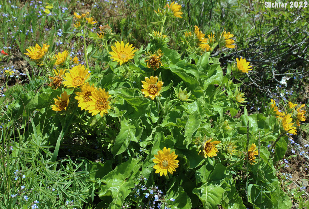 Puget Balsamroot, Deltoid Balsamroot, Northwest Balsamroot: Balsamorhiza deltoidea (Synonym: Balsamorhiza glabrescens)