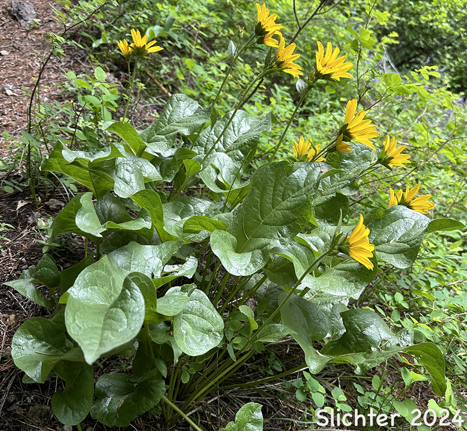 Puget Balsamroot, Deltoid Balsamroot, Northwest Balsamroot: Balsamorhiza deltoidea (Synonym: Balsamorhiza glabrescens)