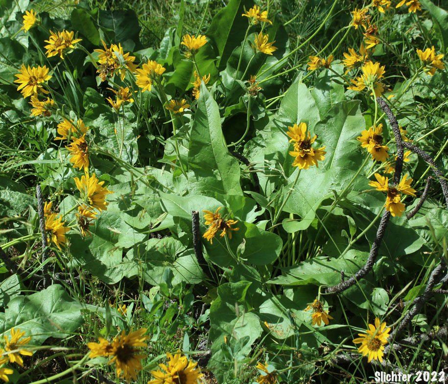 Puget Balsamroot, Deltoid Balsamroot, Northwest Balsamroot: Balsamorhiza deltoidea (Synonym: Balsamorhiza glabrescens)