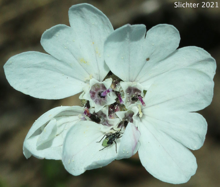 Blepharipappus, Rough Eyelashweed: Blepharipappus scaber (Synonyms: Blepharipappus scaber ssp. laevis, Blepharipappus scaber ssp. scaber, Blepharipappus scaber var. scaber)