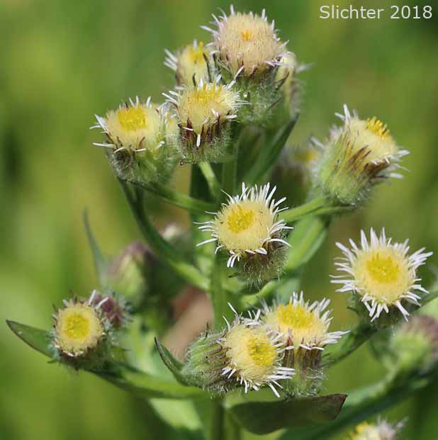Bitter Fleabane: Erigeron acris var. kamtschaticus (Synonyms: Erigeron acris ssp. politus, Erigeron acris var. asteroides, Trimorpha acris var. asteroides, Trimorpha acris var. kamtschatica)