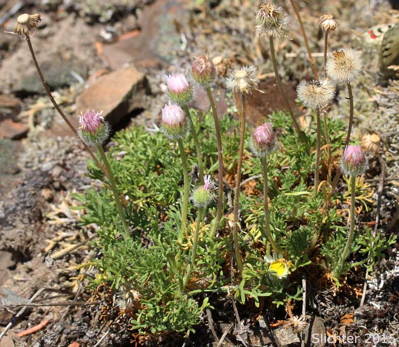 Cutleaf Daisy, Dwarf Mountain Fleabane, Fernleaf Fleabane, Trifid Mountain Fleabane: Erigeron compositus (Synonyms: Erigeron compositus var. compositus, Erigeron compositus var. discoideus, Erigeron compositus var. glabratus)