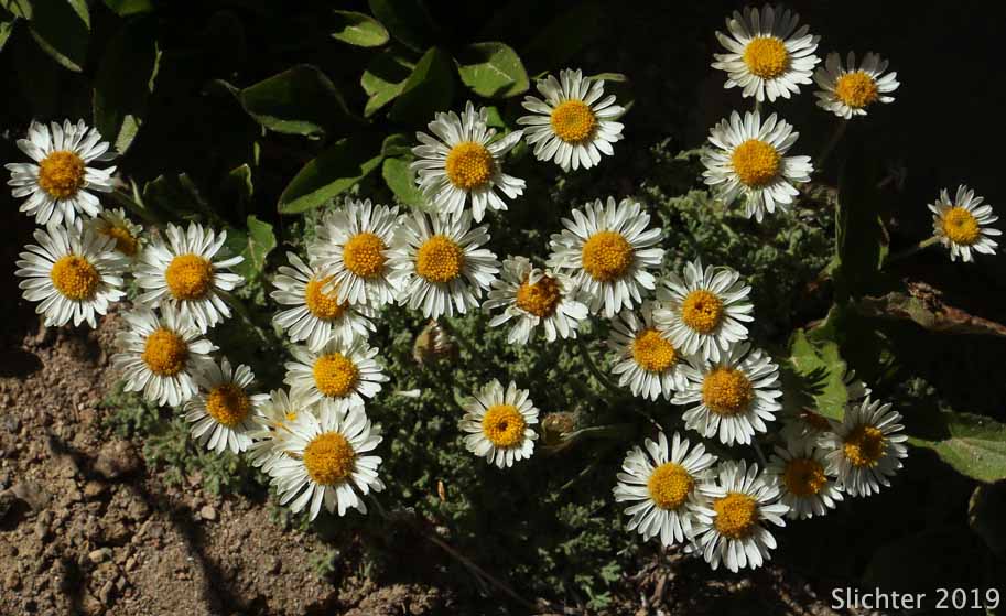 Cutleaf Daisy, Dwarf Mountain Fleabane, Fernleaf Fleabane, Trifid Mountain Fleabane: Erigeron compositus (Synonyms: Erigeron compositus var. compositus, Erigeron compositus var. discoideus, Erigeron compositus var. glabratus)