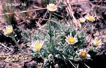 Cutleaf Daisy, Dwarf Mountain Fleabane, Fernleaf Fleabane, Trifid Mountain Fleabane: Erigeron compositus (Synonyms: Erigeron compositus var. compositus, Erigeron compositus var. discoideus, Erigeron compositus var. glabratus)