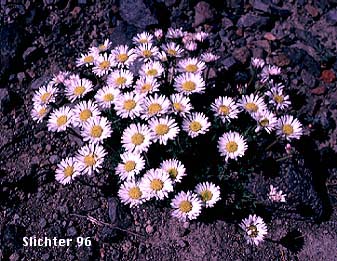 Cutleaf Daisy, Dwarf Mountain Fleabane, Fernleaf Fleabane, Trifid Mountain Fleabane: Erigeron compositus (Synonyms: Erigeron compositus var. compositus, Erigeron compositus var. discoideus, Erigeron compositus var. glabratus)