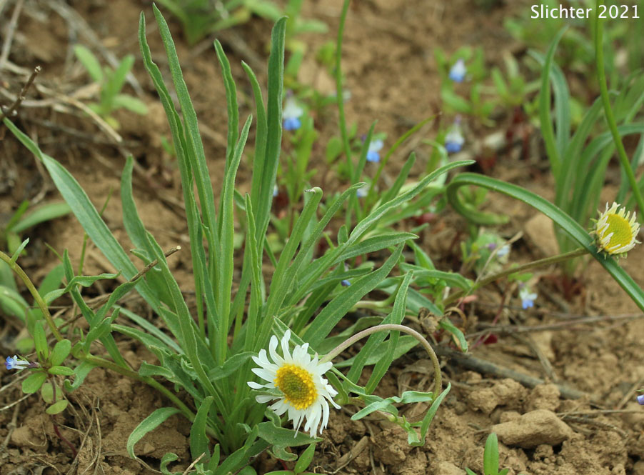 Eaton's Shaggy Fleabane, Eaton's Shaggy Daisy: Erigeron eatonii var. villosus (Synonym: Erigeron eatonii ssp. villosus)