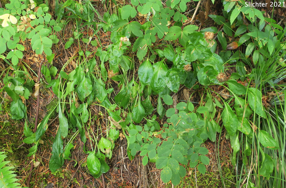 Habitat of Howell's Daisy, Howell's Fleabane: Erigeron howellii (Synonym: Erigeron salsuginosus var. howellii)