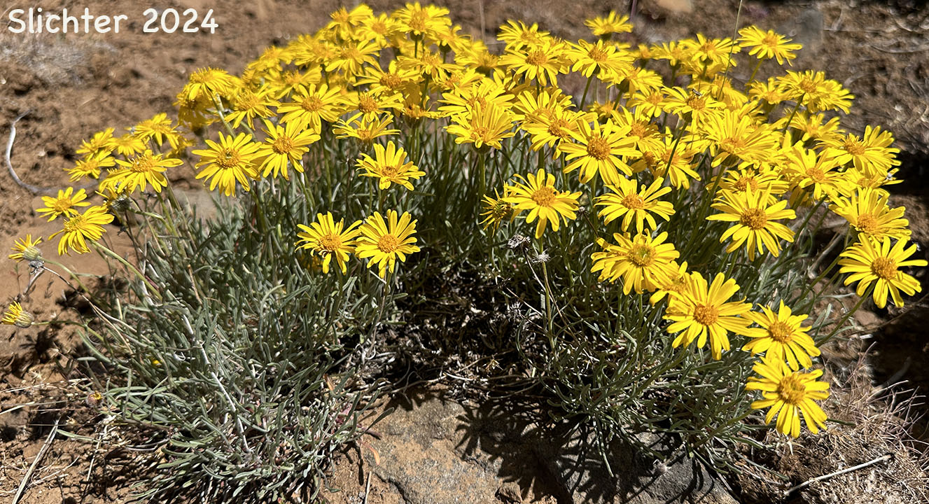Yellow Desert Daisy, Desert Yellow Daisy, Desert Yellow Fleabane, Lineleaf Fleabane: Erigeron linearis (Synonyms: Diplopappus linearis, Erigeron peucephyllus)