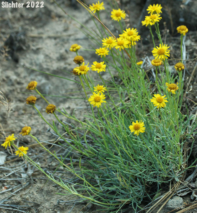 Yellow Desert Daisy, Desert Yellow Daisy, Desert Yellow Fleabane, Lineleaf Fleabane: Erigeron linearis (Synonyms: Diplopappus linearis, Erigeron peucephyllus)