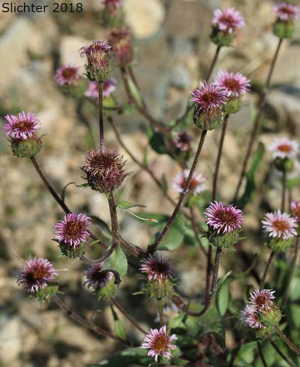 Northern Daisy: Erigeron nivalis (Synonyms: Erigeron acris, Erigeron acris ssp. debilis, Erigeron acris var. debilis, Trimorpha acris var. debilis)