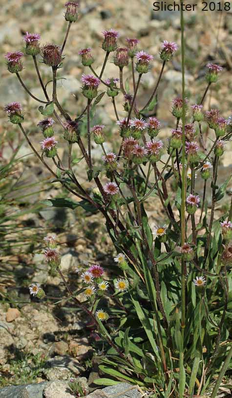 Northern Daisy: Erigeron nivalis (Synonyms: Erigeron acris, Erigeron acris ssp. debilis, Erigeron acris var. debilis, Trimorpha acris var. debilis)